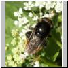 Merodon equestris - Narzissenschwebfliege 28.jpg